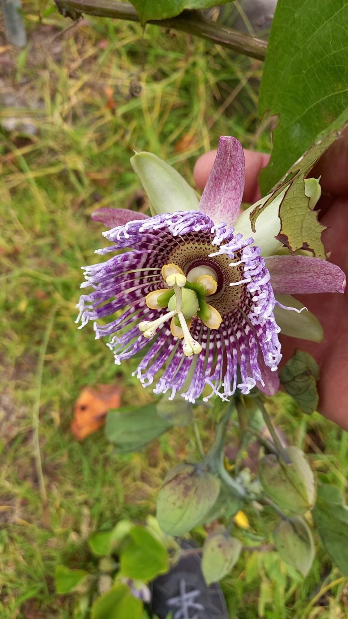 Calacali Finca Petrona المظهر الخارجي الصورة